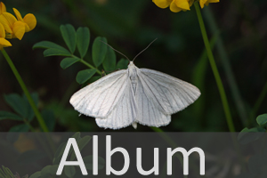 Spanner (Geometridae)